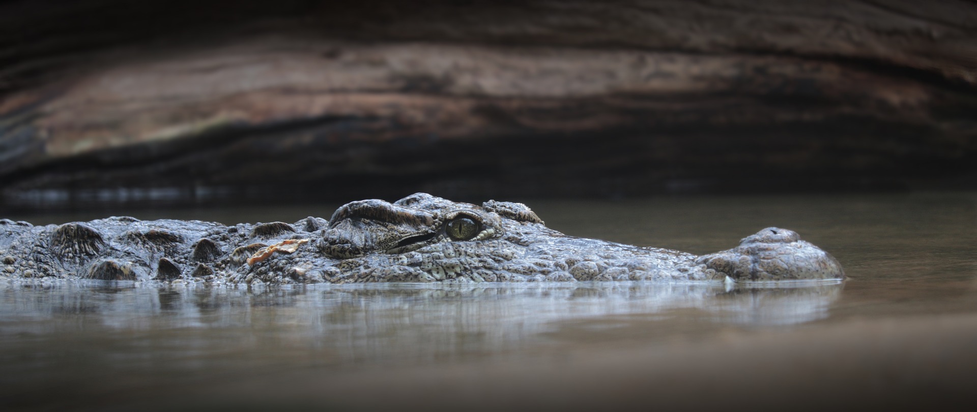 Paczkomatu strzeże… krokodyl!