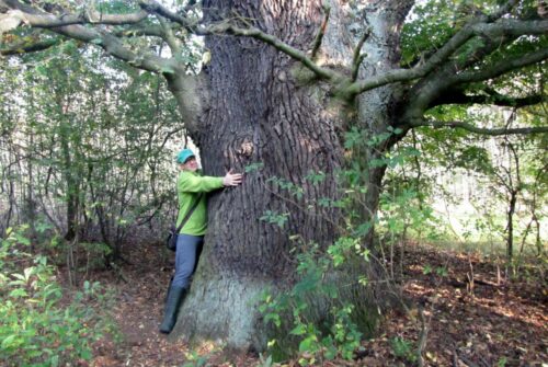 Wiąz i dąb z gminy Lutomiersk walczą o tytuł Drzewa Roku