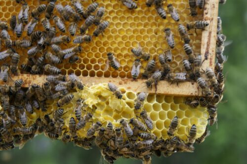 Obchodzimy Wielki Dzień Pszczół
