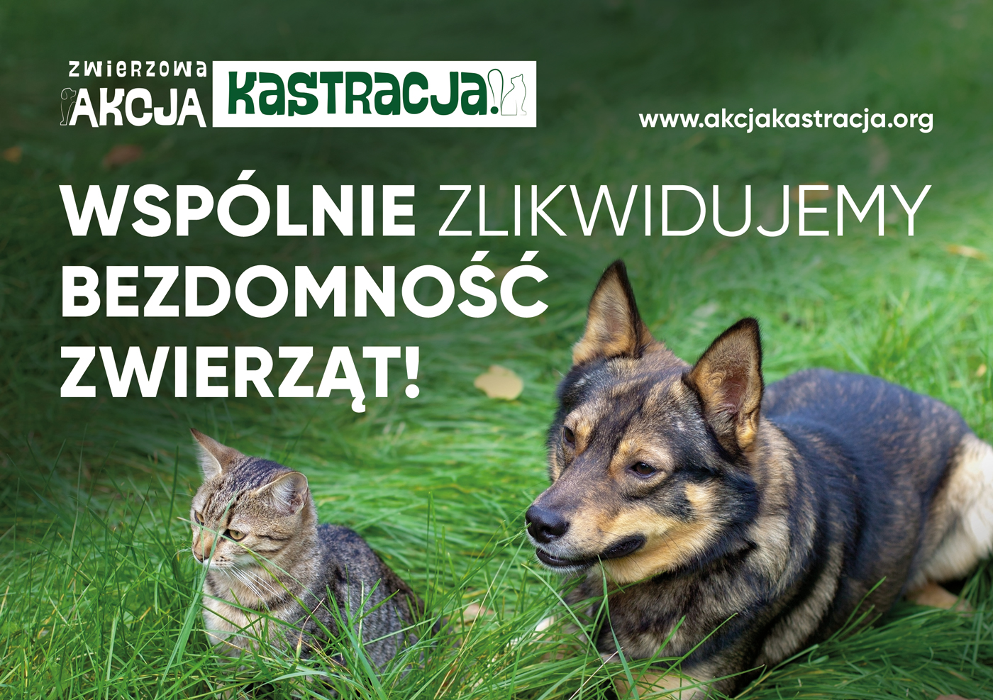 Jak rozwiązać problem bezdomności zwierząt w Polsce?