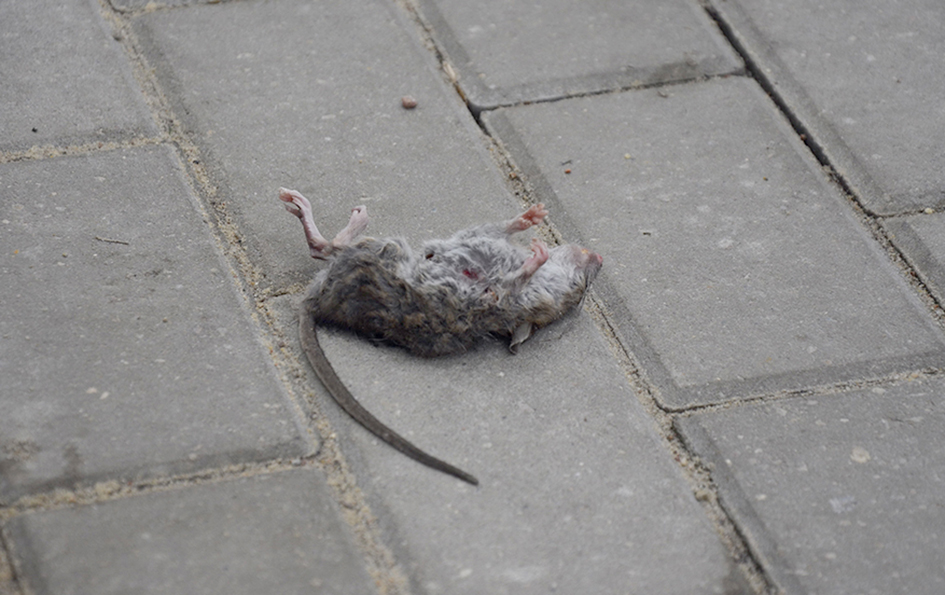 Szczury w centrum miasta