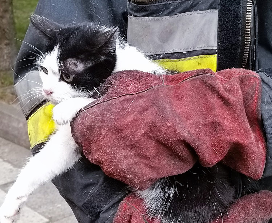 Dzielni strażacy i kot