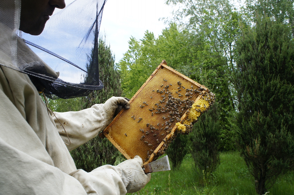 8 sierpnia – Wielki Dzień Pszczół. Dlaczego zapylacze są tak cenne dla środowiska?
