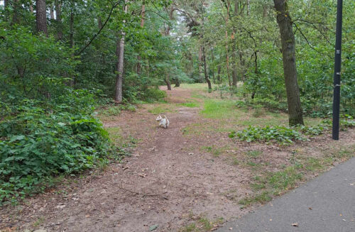 Wybieg dla psów w parku